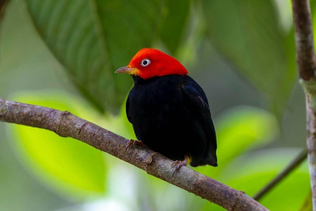 Red-capped Manakin