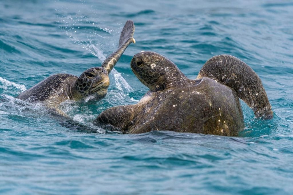 Green Sea Turtles