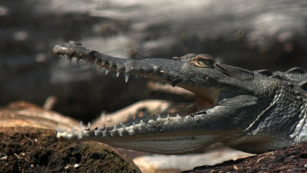 American Crocodile