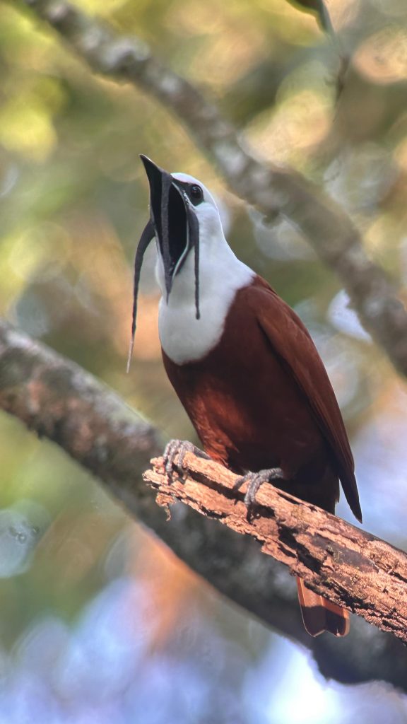 Three-wattled Bellbird