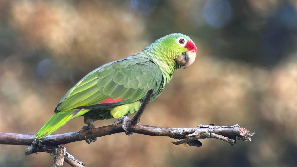 Red-lored Amazon