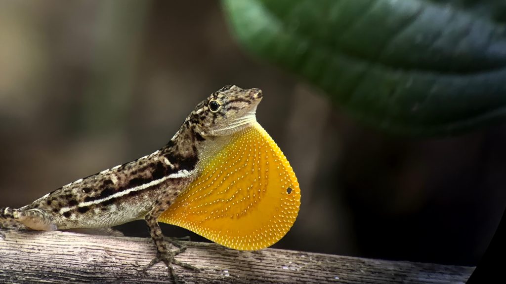 Anole Lizard
