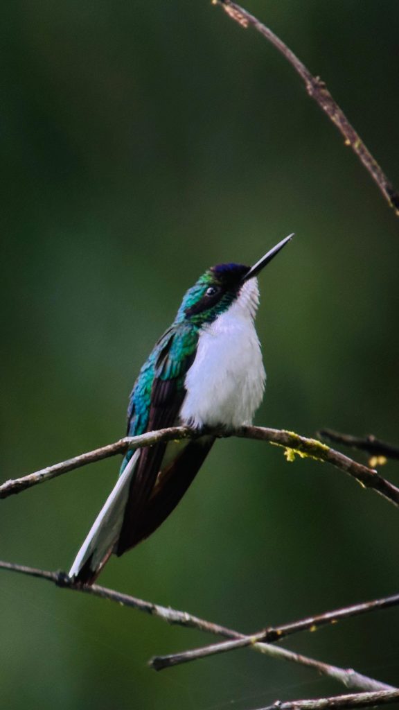  Purple-crowned Fairy 