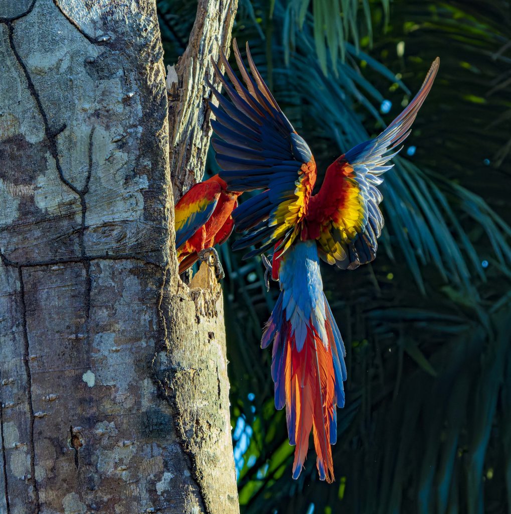 Scarlet Macaw