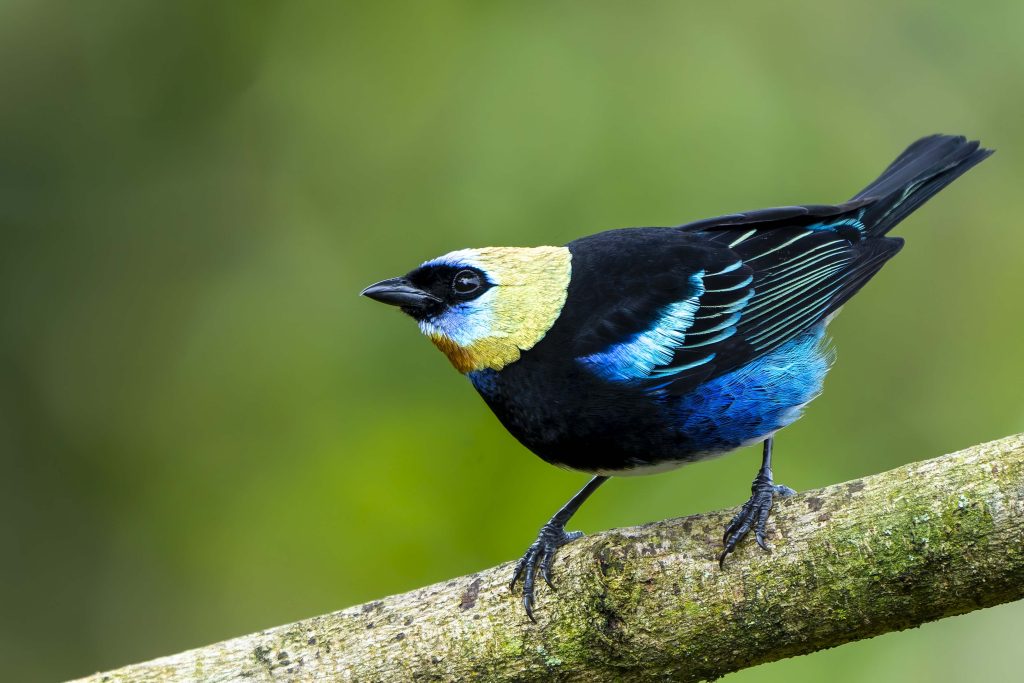 Golden-hooded Tanager 