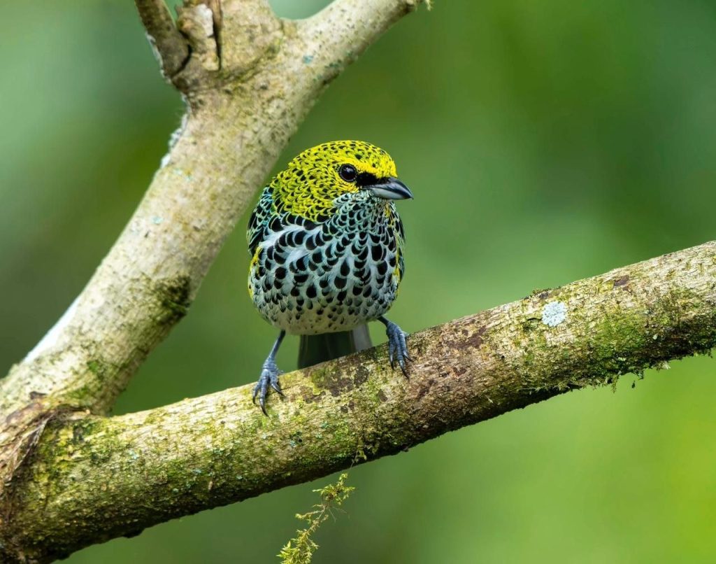 Speckled Tanager 