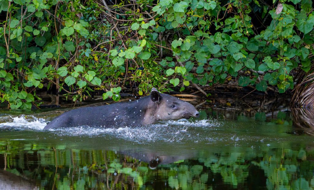 Baird's Tapir