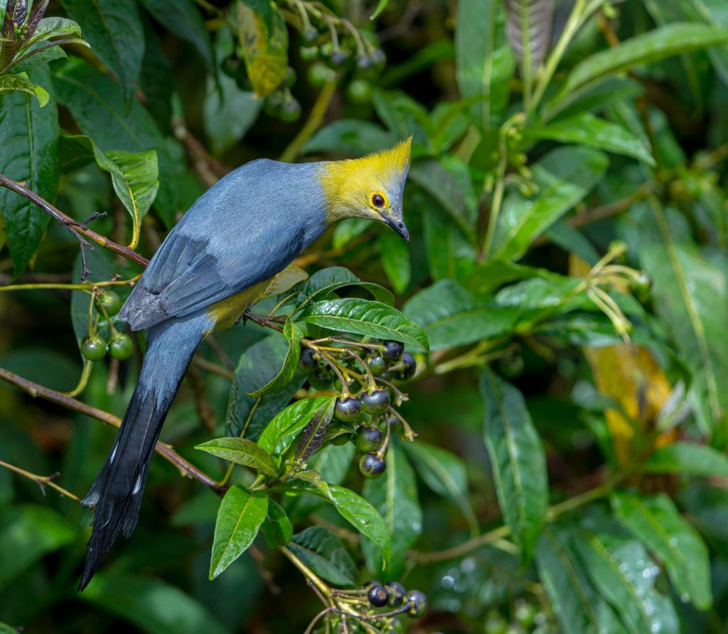 silky-flycatcher
