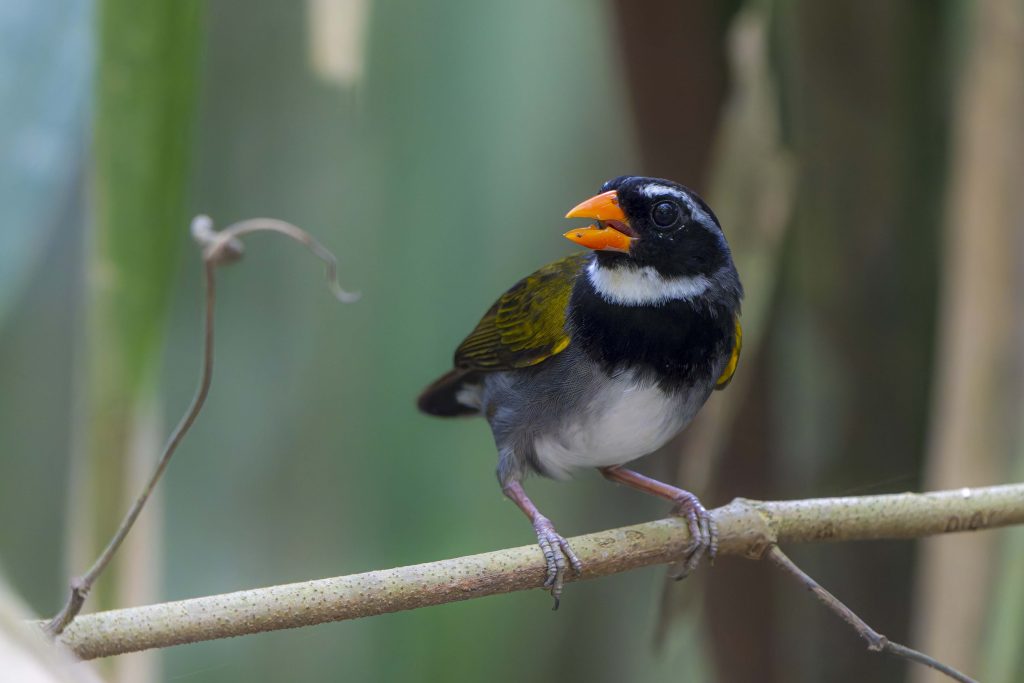 Orange-billed Sparrow