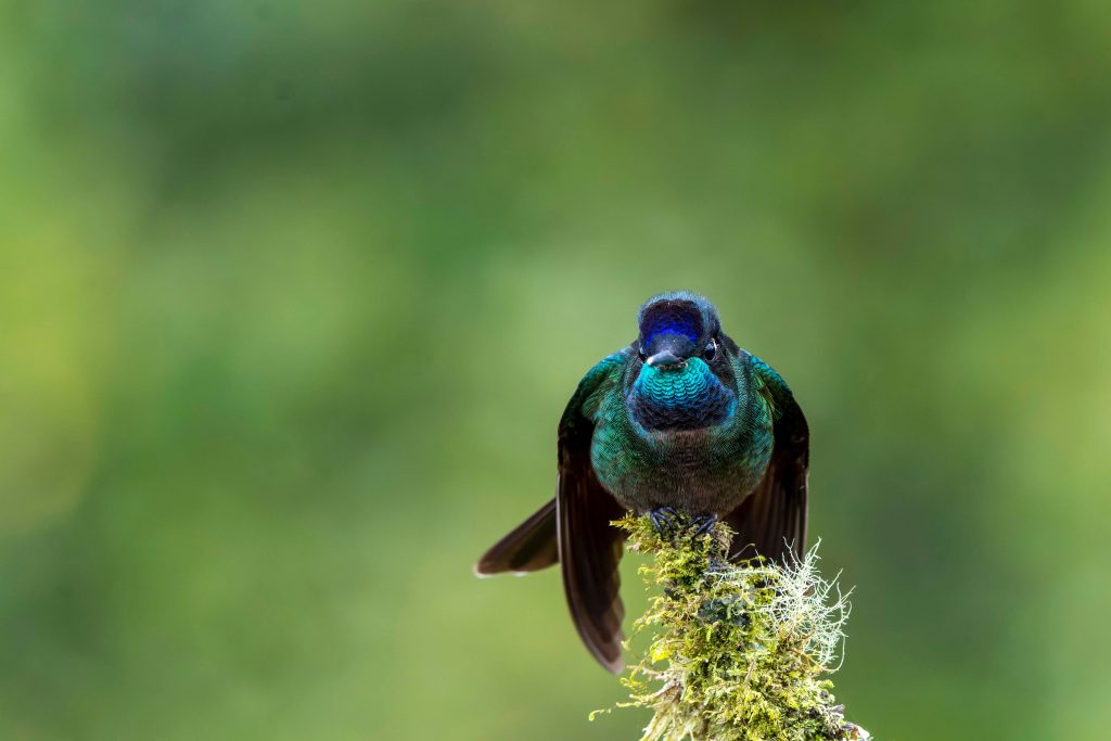 Talamanca Hummingbird