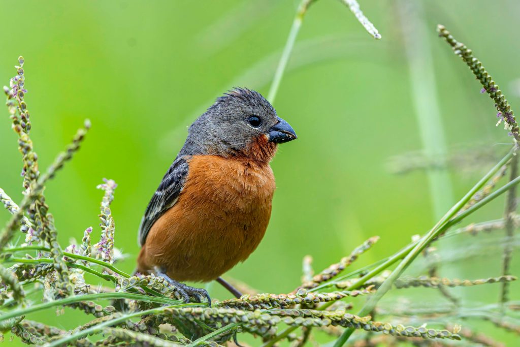 Ruddy-breasted Seedeater