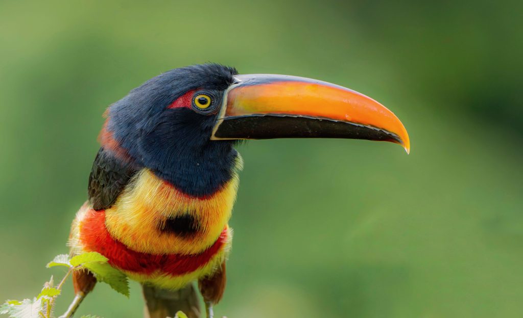Fiery-billed Araçari 