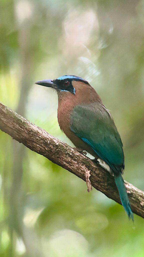 Lesson's/Blue-crowned Motmot 