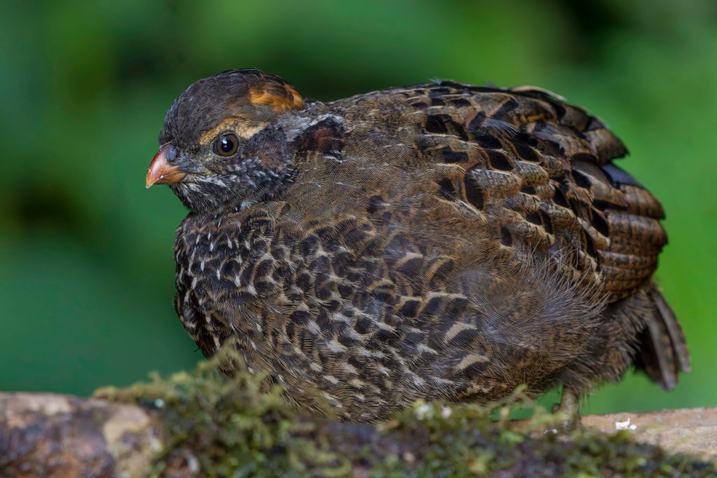 Spotted WoodQuail