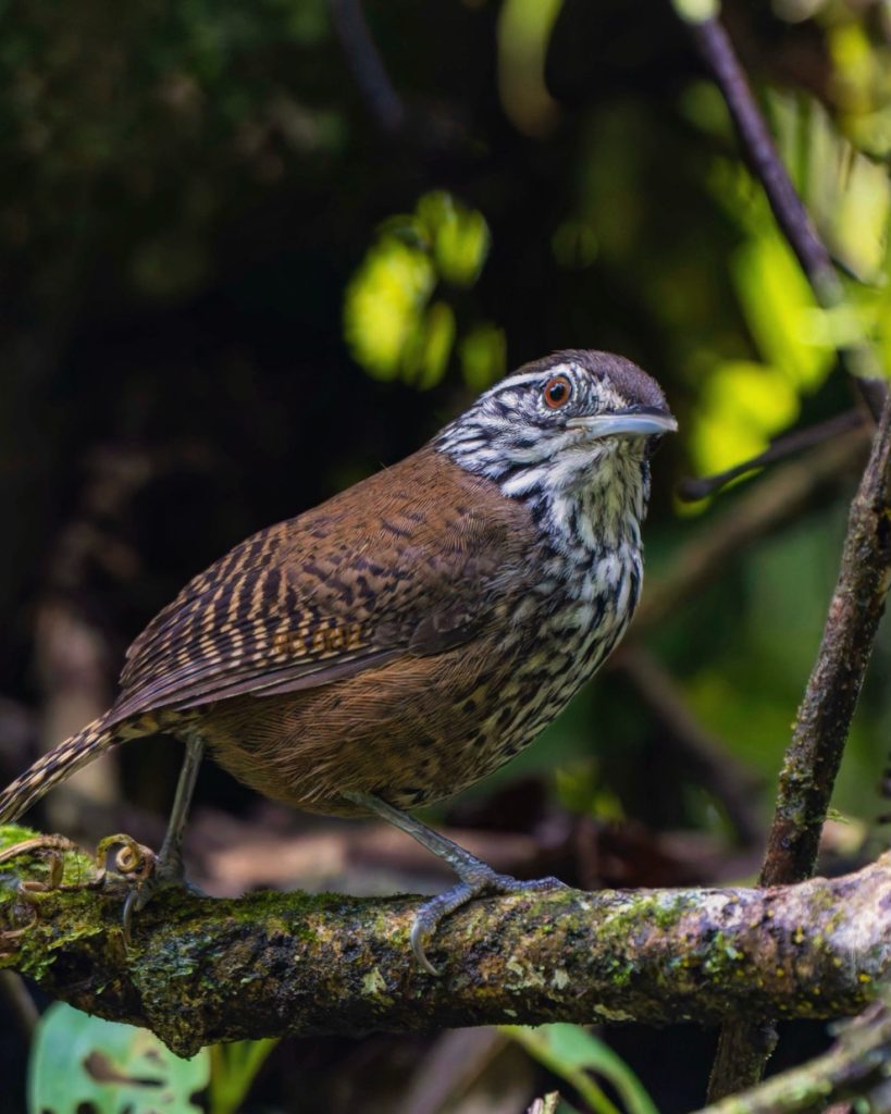 Stripe-breasted Wren