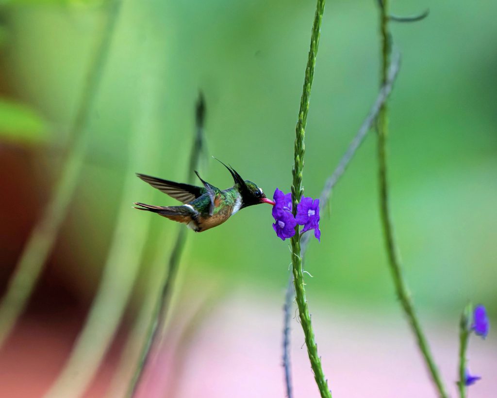 White-crested Coquette