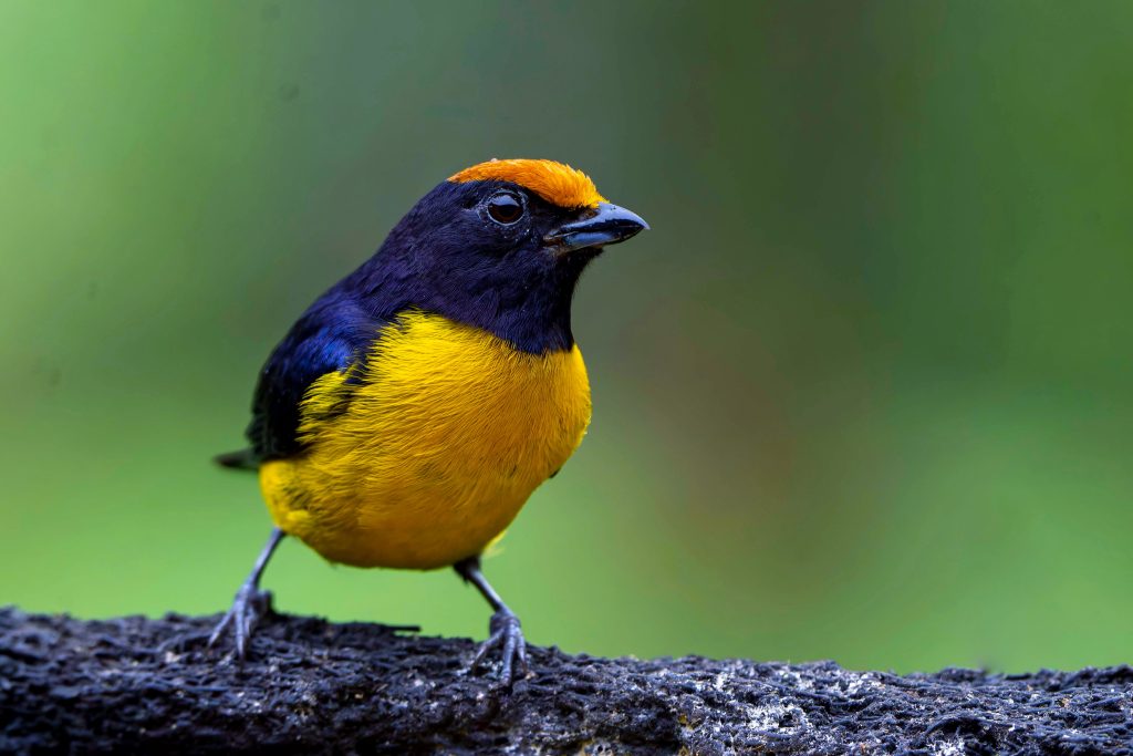 Tawny-capped Euphonia