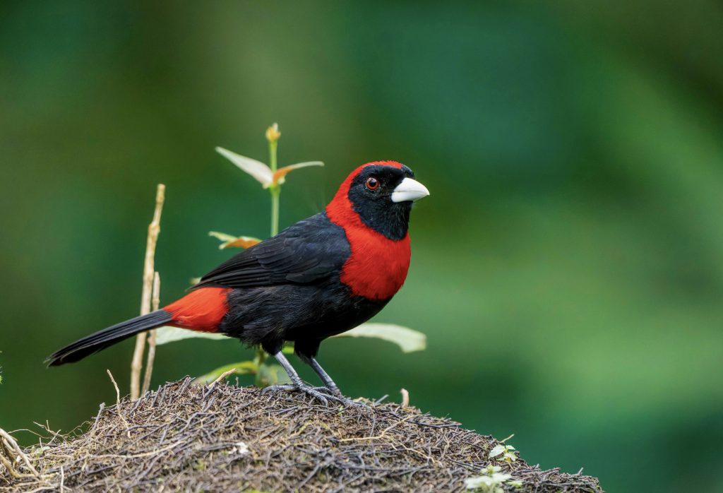 Crimson-collared Tanager