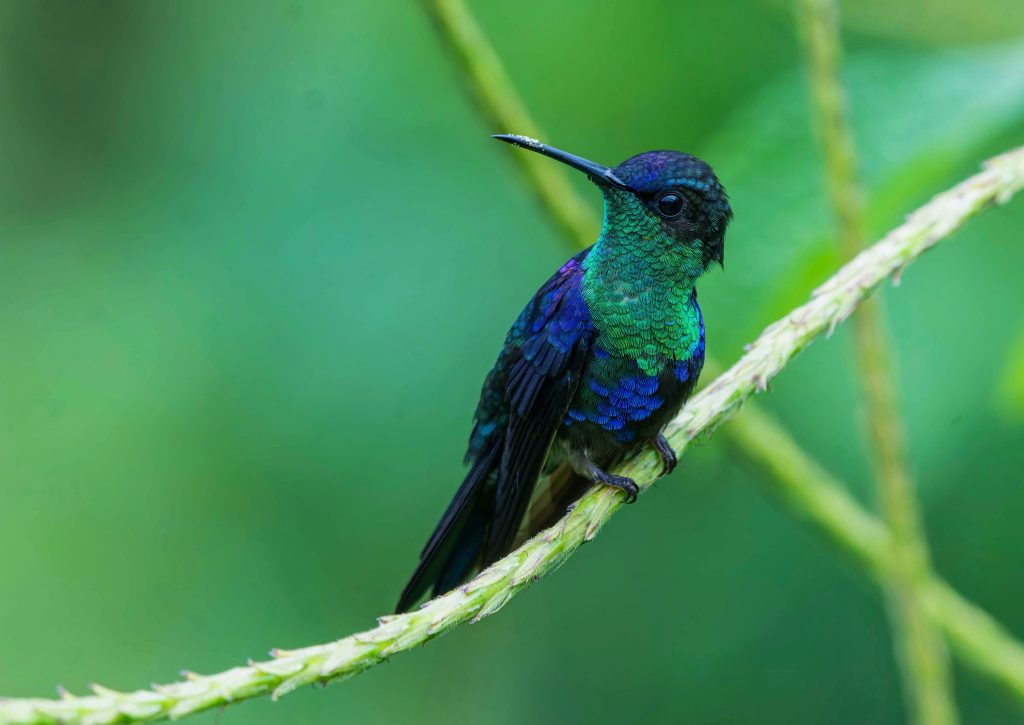 Crowned Woodnymph