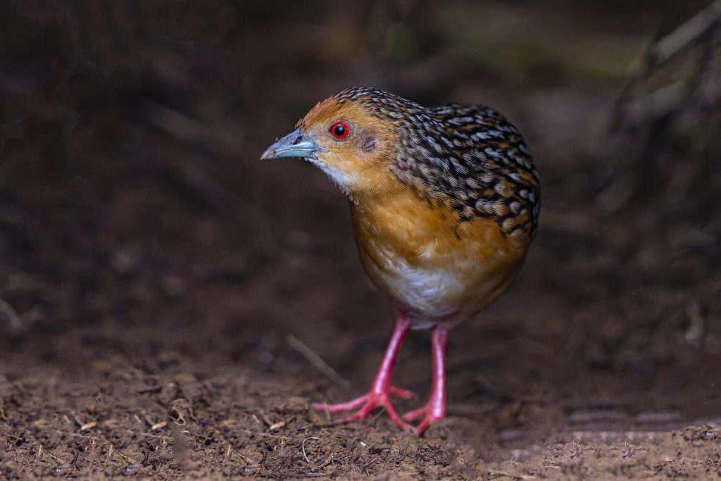 Ocellated Crake
